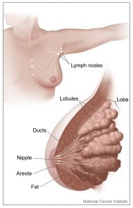breashandlymphnodes