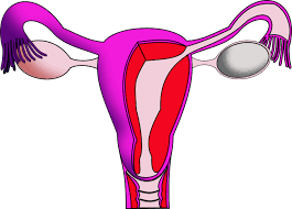 uterus