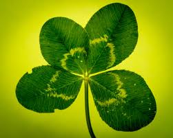 four-leafed clover