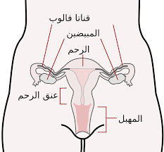 uterus