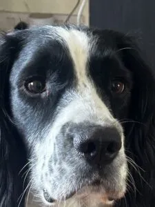 Springer spaniel